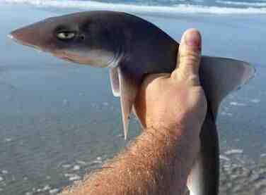 :weirdshark: