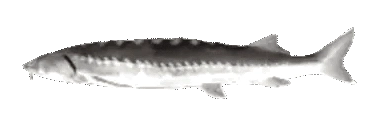 :fishspin: